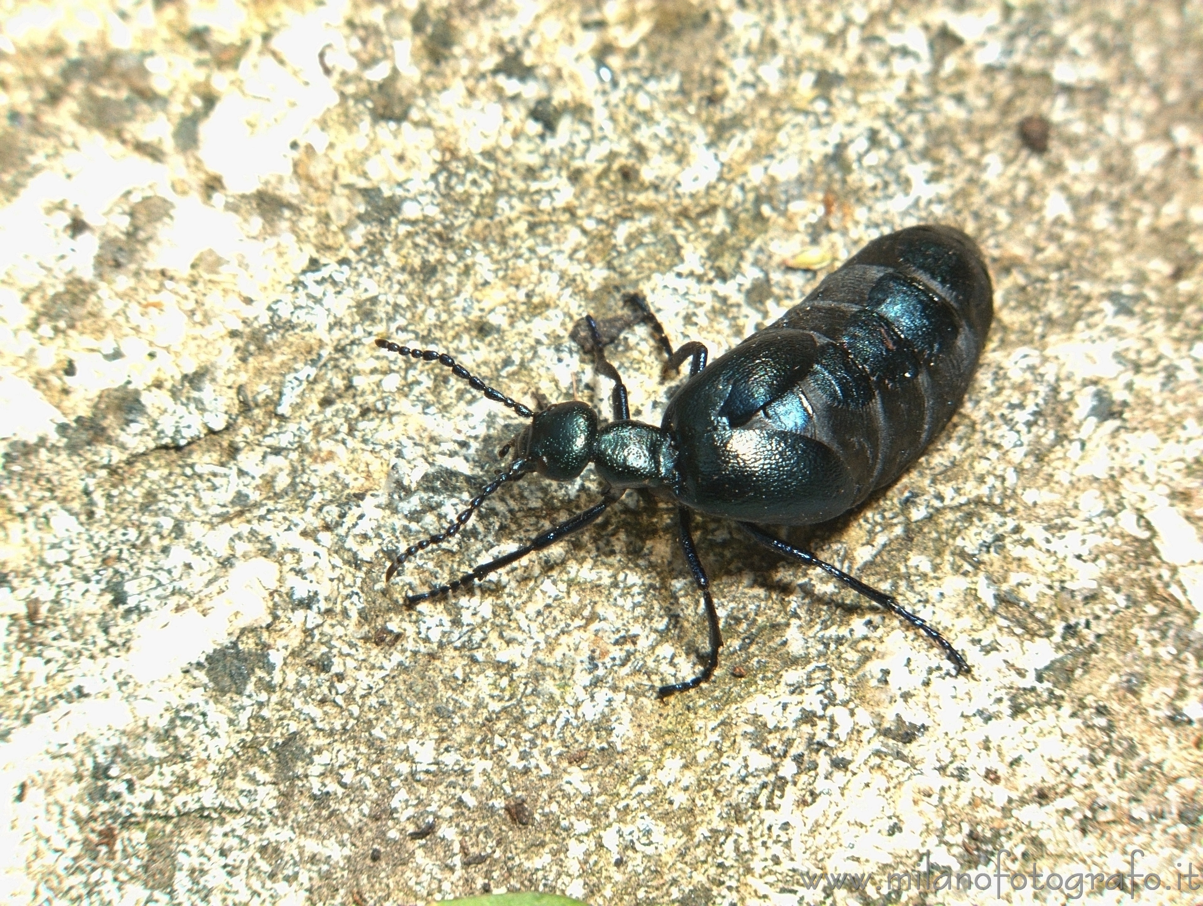 Campiglia Cervo (Biella, Italy) - Meloe proscarabeus on a stone